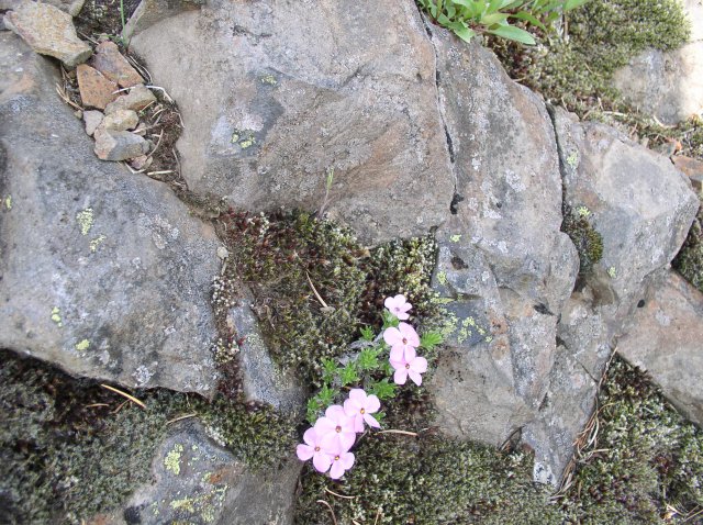 4.30.06 Hamilton Mountain 070 